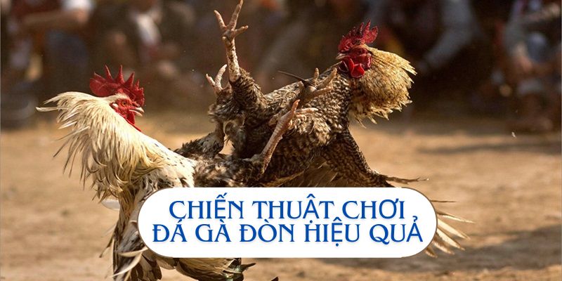 Chiến thuật chơi đá gà đòn