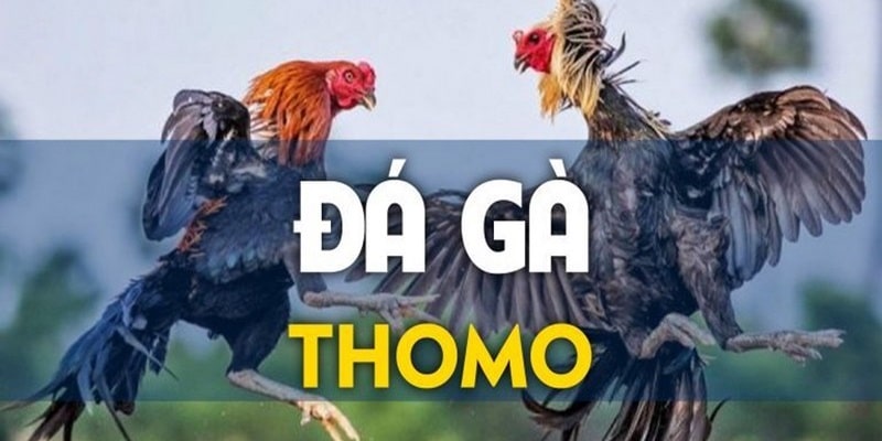 Đá gà Thomo